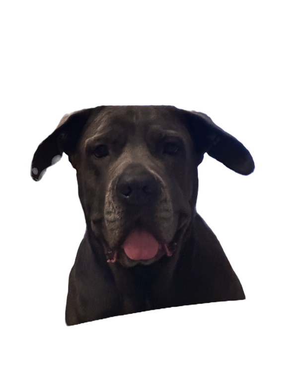 Holydog Pilates Studio